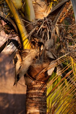 Hindistan cevizi ağacı