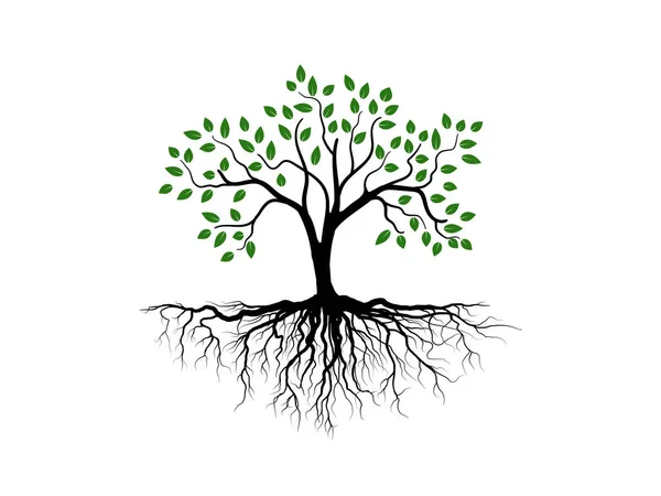 Деревья Корень Зелеными Листьями Выглядят Красиво Освежающе Логотип Дерева Корней — стоковый вектор