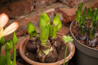Amaryllis bahçedeki bir tencerede tomurcuklanıyor.
