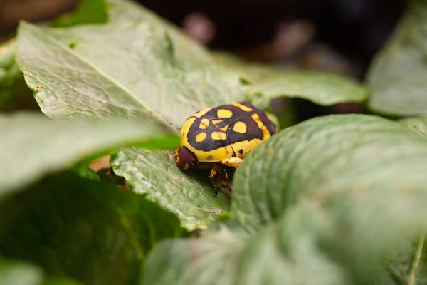 Three Spotted Bronze Beetle Yellow Brown — Stock Photo, Image