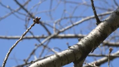 Tokyo Kiraz Tomurcukları 2021 Baharı, Japonya Peyzajı