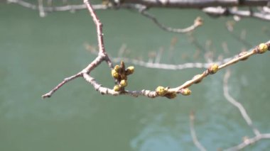 Tokyo Kiraz Tomurcukları 2021 Baharı, Japonya Peyzajı