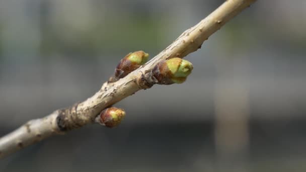 Tokyo Cherry Buds 2021 Primavera Japão Paisagem — Vídeo de Stock