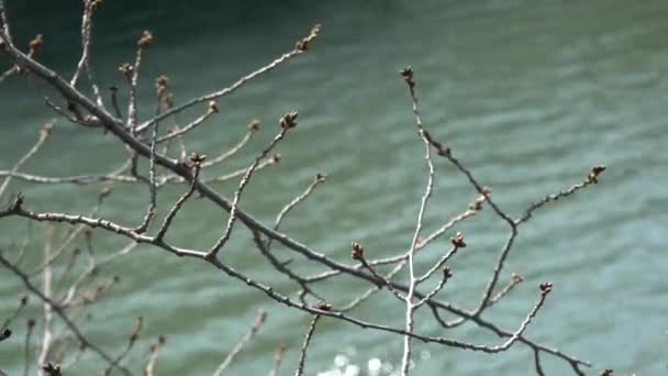 Tokyo Cherry Buds 2021 Primavera Japão Paisagem — Vídeo de Stock