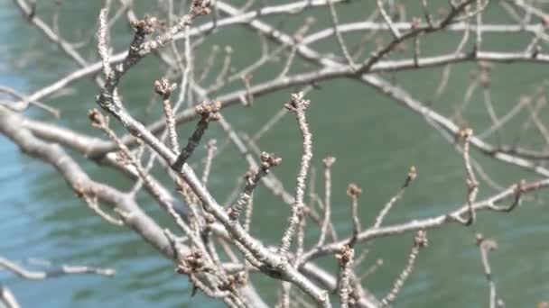 Tokio Kirschknospen 2021 Frühling Japan Landschaft — Stockvideo