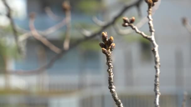 Tokyo Cherry Buds 2021 Primavera Japón Paisaje — Vídeos de Stock