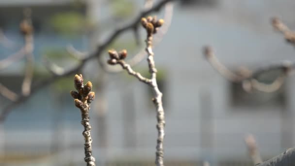 Tokyo Cherry Buds 2021 Primavera Japão Paisagem — Vídeo de Stock