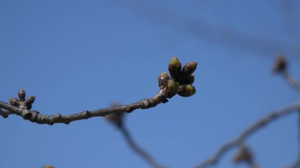 Tokyo Cherry Buds 2021 Spring Japan Landscape — стокове відео