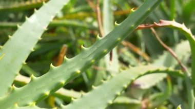 Japonya 'da Aloe Manzarası