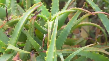 Japonya 'da Aloe Manzarası