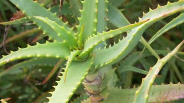 Japonya 'da Aloe Manzarası