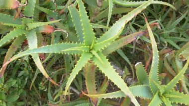 Japonya 'da Aloe Manzarası