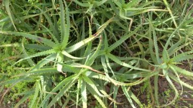 Japonya 'da Aloe Manzarası