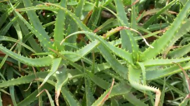 Japonya 'da Aloe Manzarası