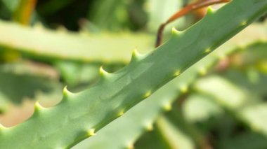 Japonya 'da Aloe Manzarası