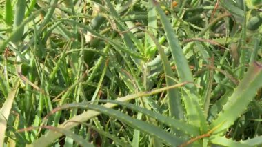 Japonya 'da Aloe Manzarası