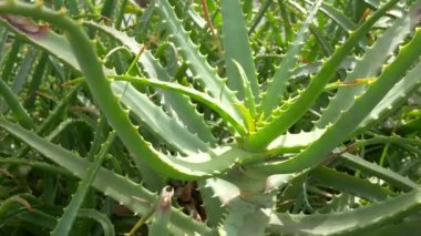 Japonya 'da Aloe Manzarası