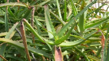 Japonya 'da Aloe Manzarası