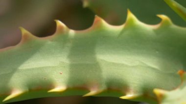 Japonya 'da Aloe Manzarası
