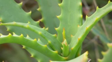 Japonya 'da Aloe Manzarası