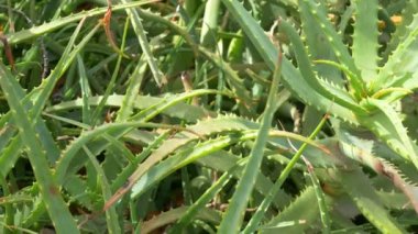 Japonya 'da Aloe Manzarası