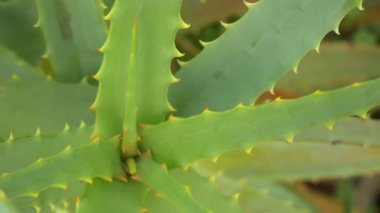 Japonya 'da Aloe Manzarası