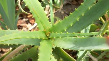 Japonya 'da Aloe Manzarası