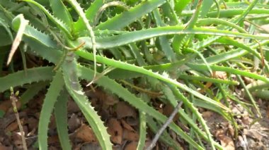 Japonya 'da Aloe Manzarası
