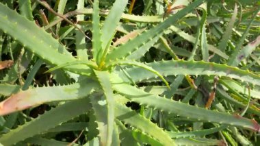 Japonya 'da Aloe Manzarası