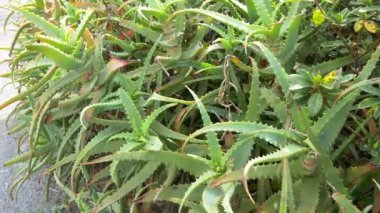 Japonya 'da Aloe Manzarası