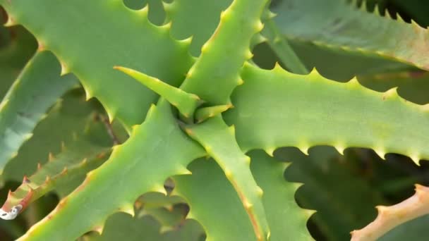 Aloe Japan Landskap — Stockvideo