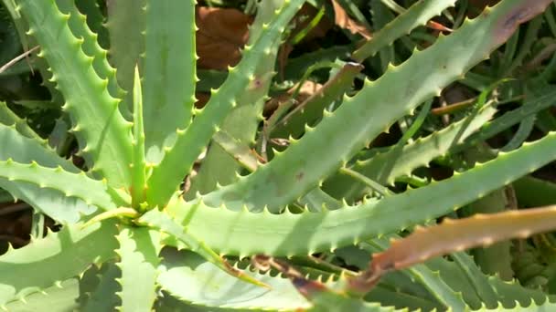 Japonya Aloe Manzarası — Stok video