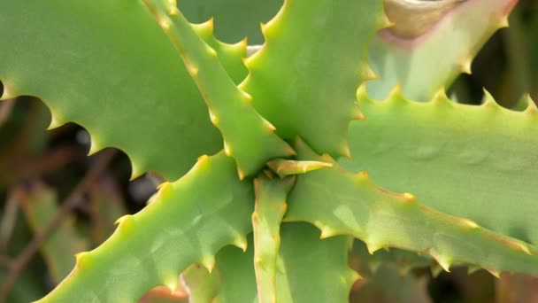 Aloe Japonii Krajobraz — Wideo stockowe