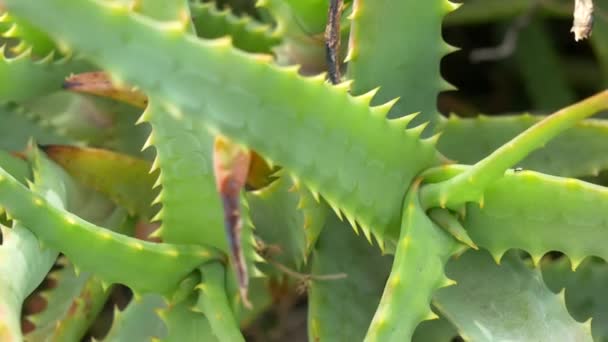 Aloe Japón Paisaje — Vídeos de Stock