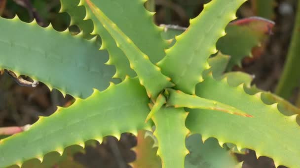 Aloe Japón Paisaje — Vídeos de Stock