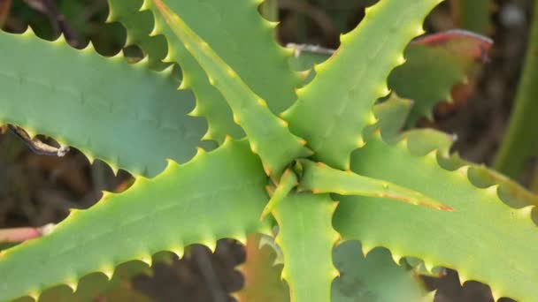 Aloe Japonii Krajobraz — Wideo stockowe