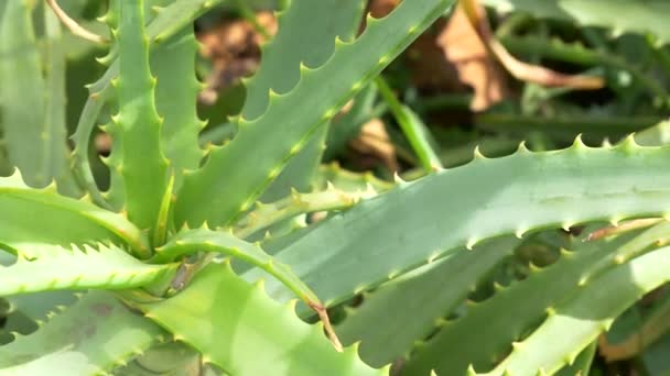 Aloe Japan Landskap — Stockvideo