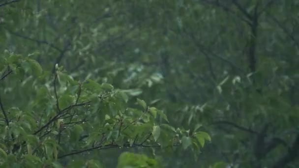 日本东京暴雨大暴雨 — 图库视频影像