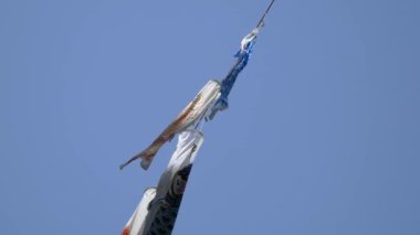 Japon kültür sazanı Koinobori.