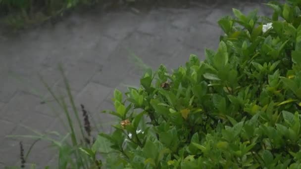 Heavy Rain Downpour Japán Tokió — Stock videók