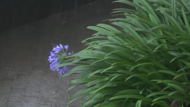 Heavy Rain Downpour Japan Tokyo — Stock Video