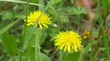 Tokyo 2021 Baharı Karahindiba çiçeği