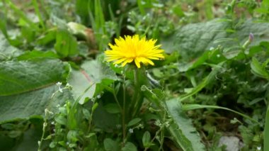 Tokyo 2021 Baharı Karahindiba çiçeği