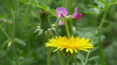 Tokyo 2021 Baharı Karahindiba çiçeği