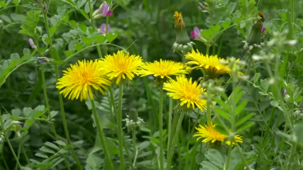 Flor Diente León Tokio 2021 Primavera — Vídeo de stock