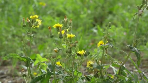 Flor Diente León Tokio 2021 Primavera — Vídeo de stock