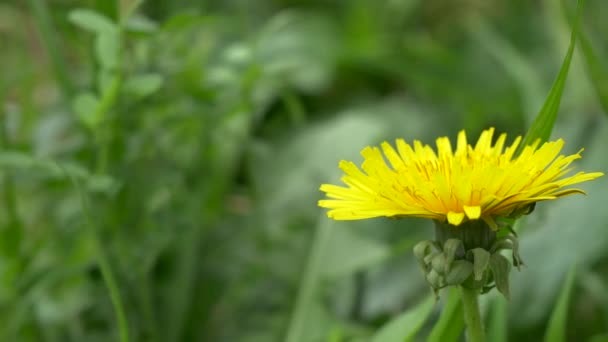 Flor Diente León Tokio 2021 Primavera — Vídeo de stock