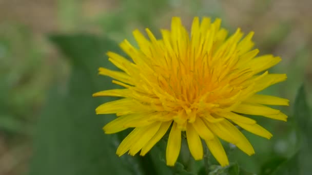 Flor Diente León Tokio 2021 Primavera — Vídeo de stock