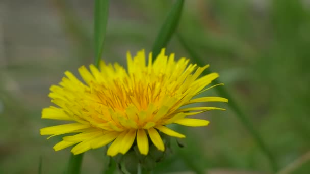 Dandelion Flower Tokyo 2021 Spring — Stock Video