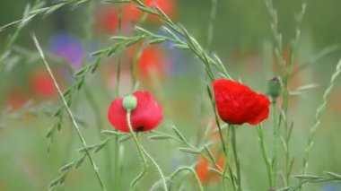 Gelincik çiçeği, Japonya Tokyo